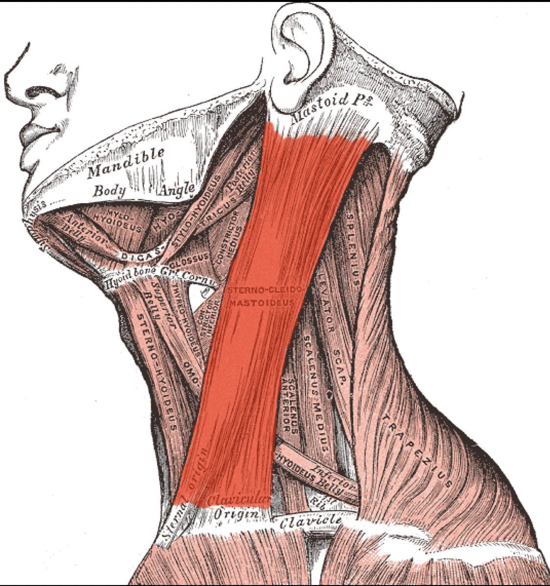 191220 Lesson 1 Have you ever wondered what these two beauties are in JKs neck once his is throwing his head back? These are the tendons of the Sternocleidomastoideus muscle. They are responsible for the reclination (medical term for throwing your head back) of the head if +