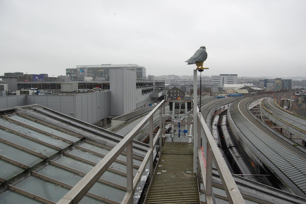 Robop_Ltd's tweet photo. Is your local #train station's roof being damaged by pest #birds? R:Falcon could be the solution. 🐦

This is our installation for #Aberdeen Station in #Scotland, with another guarding the roof of Waverley station in the country's capital. 🚆

Interested? https://t.co/a70t5w4Fky https://t.co/HnWYhmU4yL