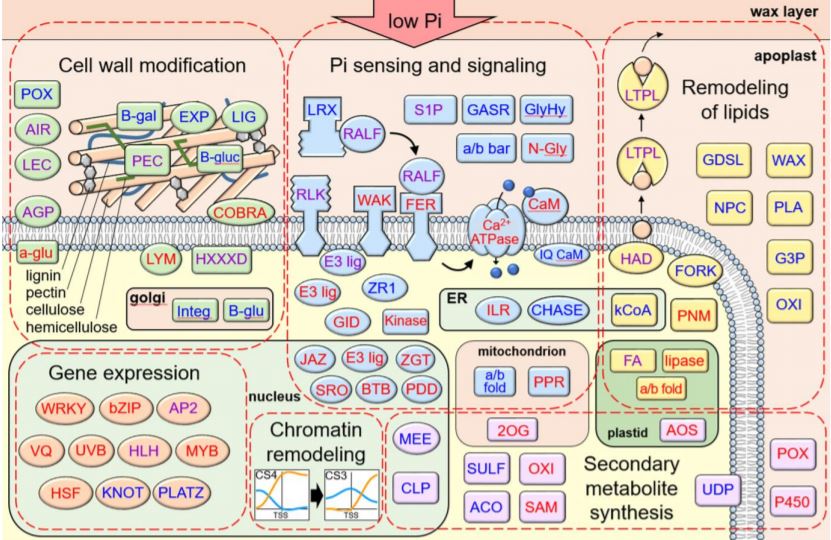 PlantPhys's tweet image. Low-phosphate chromatin dynamics predict a cell wall remodeling network in rice shoots #SignallingAndResponse #Chromatin #PlantBiology doi.org/10.1104/pp.19.…