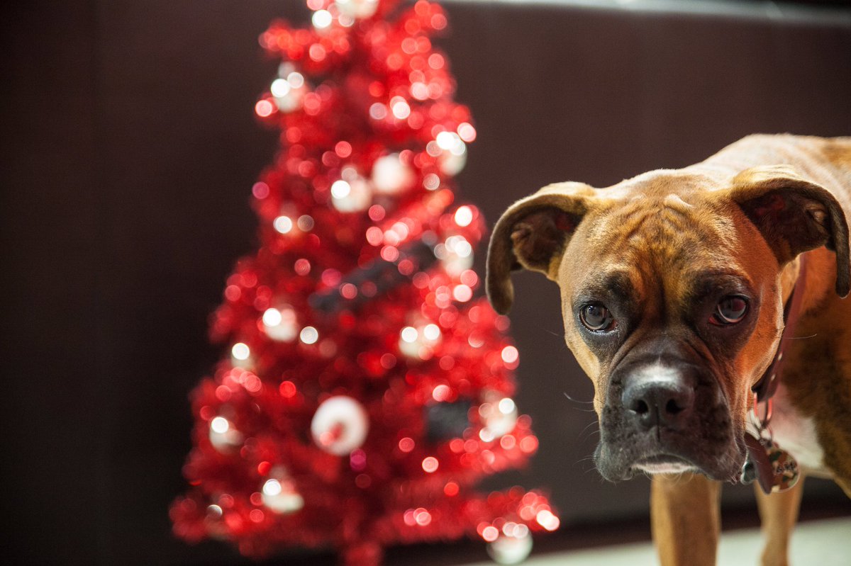 CondorSpeedShop's tweet image. We’re ready for Christmas are you?!?!?Need a last minute gift?  Checkout our gift cards @condorspeedshop they’ll love ya for it!!! ♥️♥️🎁🎄 #Bmw #condorbushings #condor #condorspeedshop #shopdog #boxer #bmwlove #respectyourelders #e30 #e36 #e46 #2002 #m3 #becauseracecar