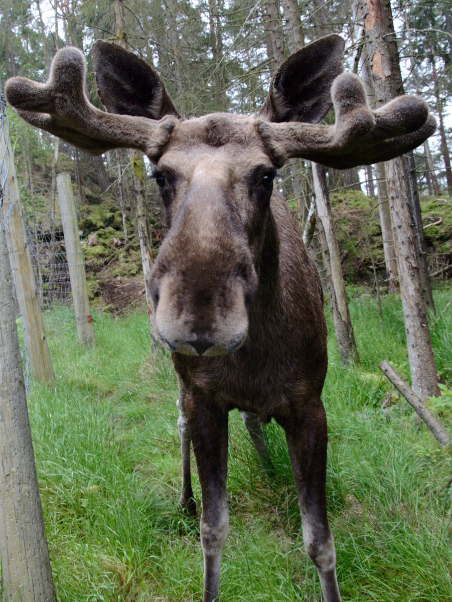 Diese Begegnung mit einem schwedischen Einheimischen in meinem #Auslandssemester hat den 1. Platz beim #Fotowettbewerb „Na(h)türlich Europa“ der <a href="/HS_Osnabrueck/">Hochschule Osnabrück</a> gemacht. Tack så mycket! 🇸🇪