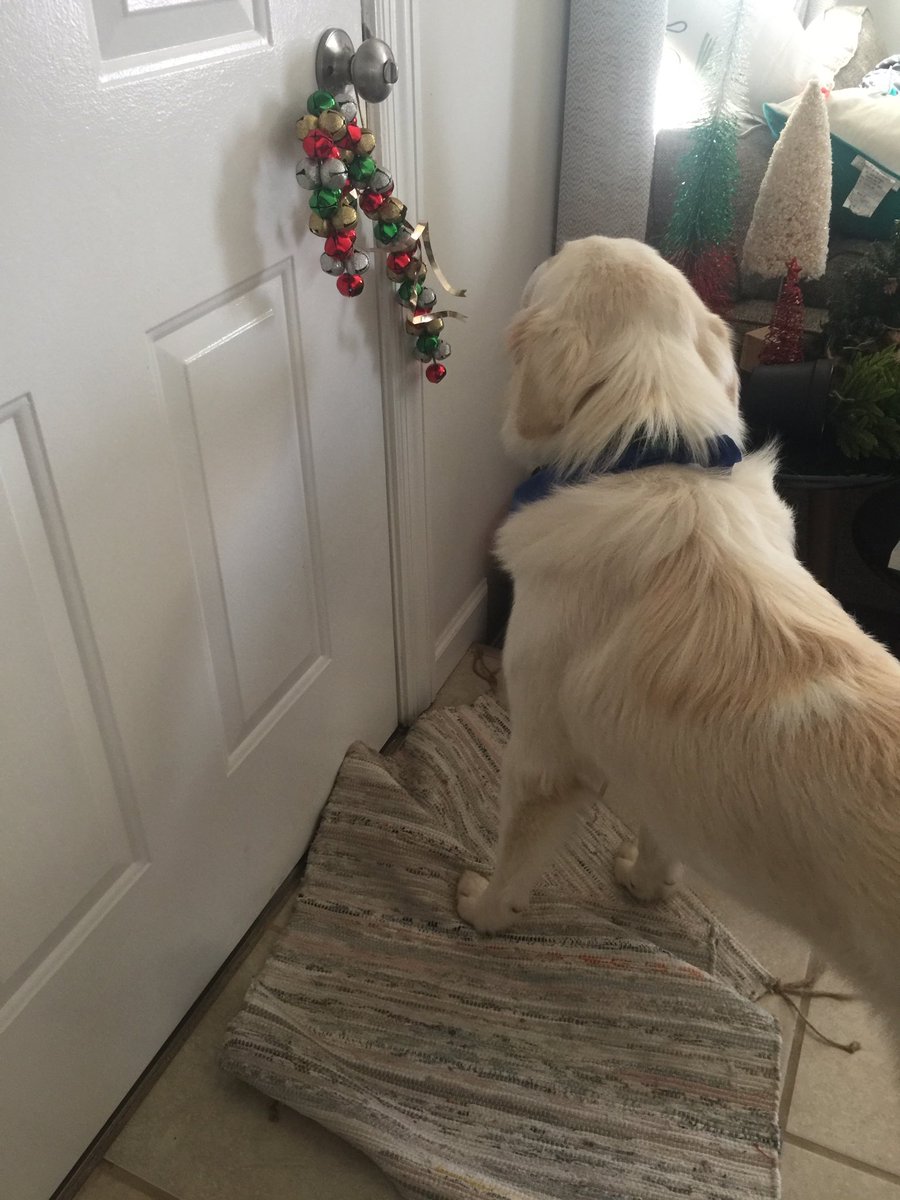 SaintSchrute's tweet photo. Hey Dad. I keep doing this. Do you know where my leash is? https://t.co/89axMmltaW