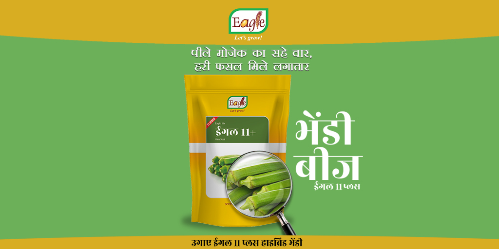 EagleSeeds's tweet photo. Okra needs full sun. It will grow in ordinary garden soil but does best in fertile loam, particularly where a nitrogen-fixing crop. 
.
.
#LetsGrow #EagleOkra #Eagle11 #OkraSeeds #HybridOkraSeeds #EagleSeeds #agriculture #farmerscorner #eaglenow #excellence #LaungLaachi https://t.co/2dd06b54id