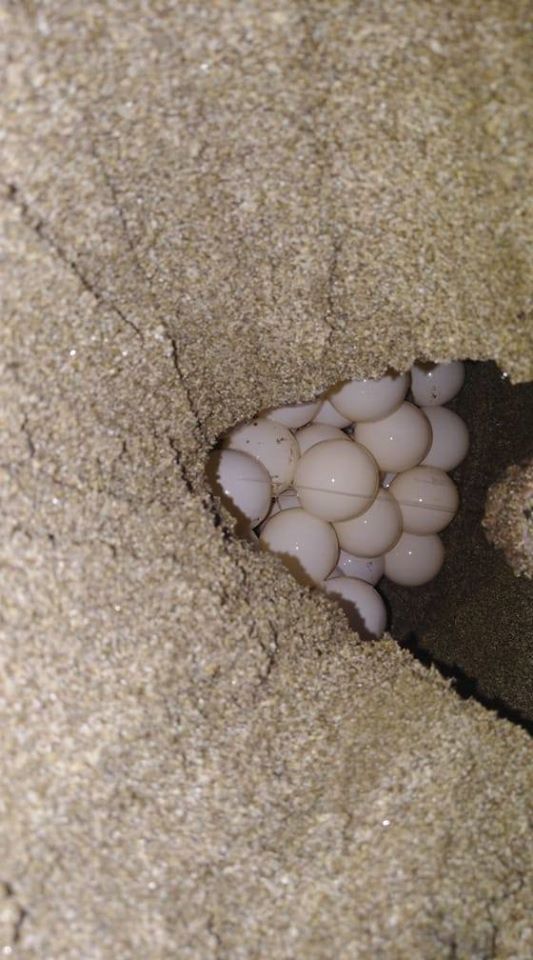 Quinta arribada de tortugas aproximadamente más de 1000 anidaciones en el refugio de vida silvestre río Escalante chacocente #Carazo
