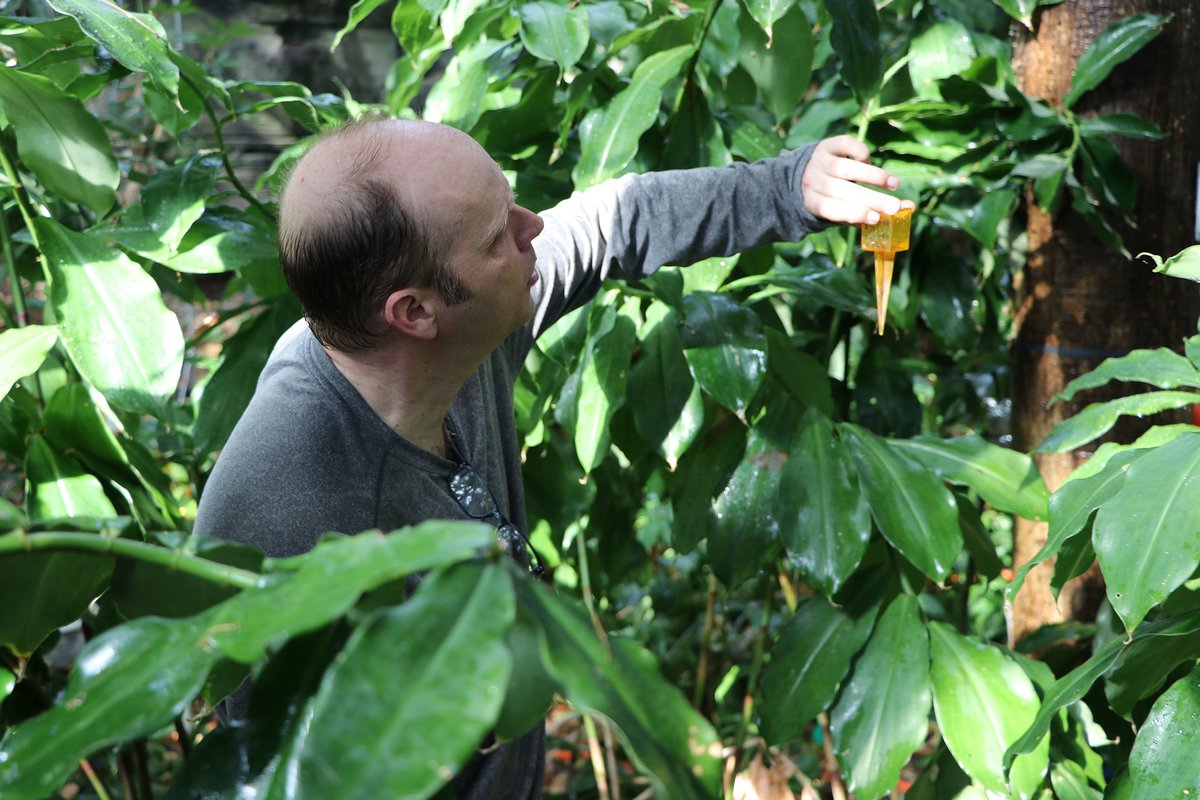 uarizona's tweet photo. How will rainforests respond to the combined pressures of warming and drought? Researchers simulated a full drought in the Biosphere 2 rainforest to find out, and released the rain again last week as they track how the ecosystem will recover. https://t.co/g8l6q9jFz2 https://t.co/OcAGy0QeTt