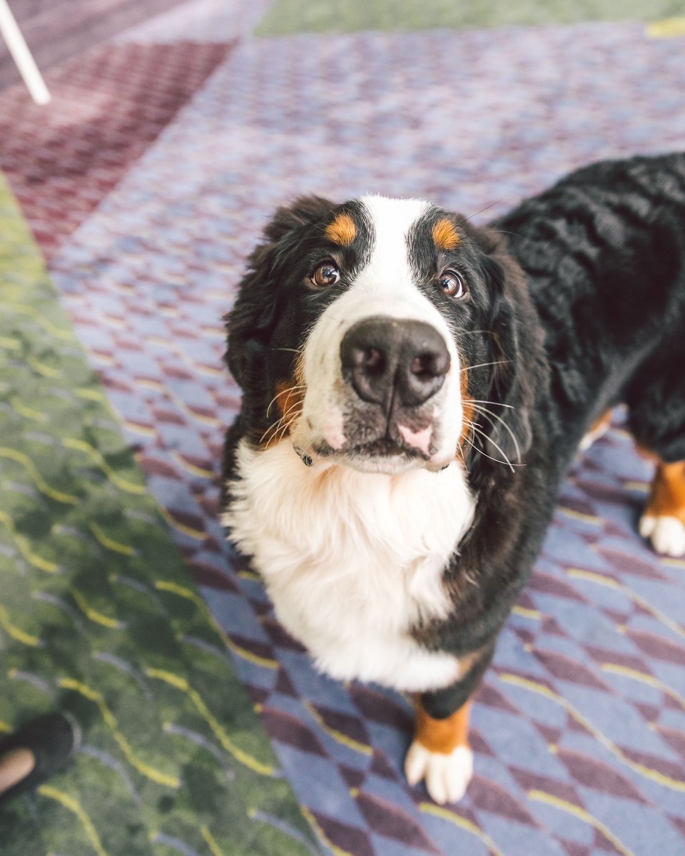 This is King. He heard a rumor about a good boy in the area. Thought he’d mosey on over in case you maybe... wanted to confirm. 14/10 #RoyalCaninPuppies