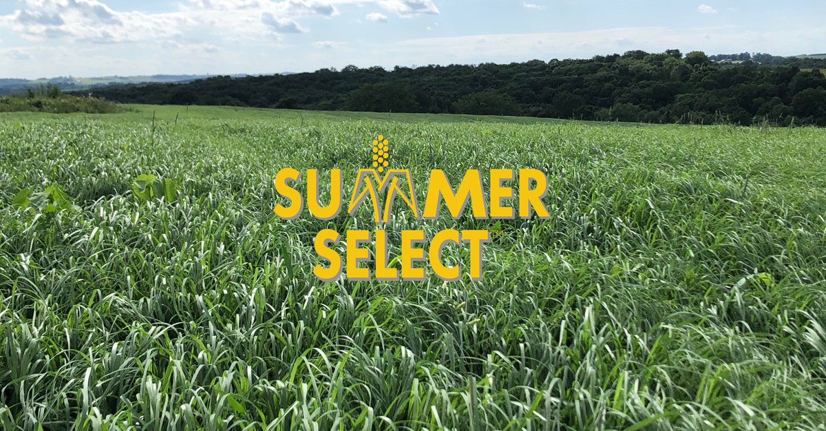 LaCrosseSeed's tweet photo. #FridayMotivation on a cold Midwest day: Summer will return! Here's a pic from July of #SummerSelect Reprieve Teffgrass near Garber, IA. Secure #SummerAnnual #forage now: https://t.co/zaDB7yvcS1 https://t.co/DL9kc4ghA5