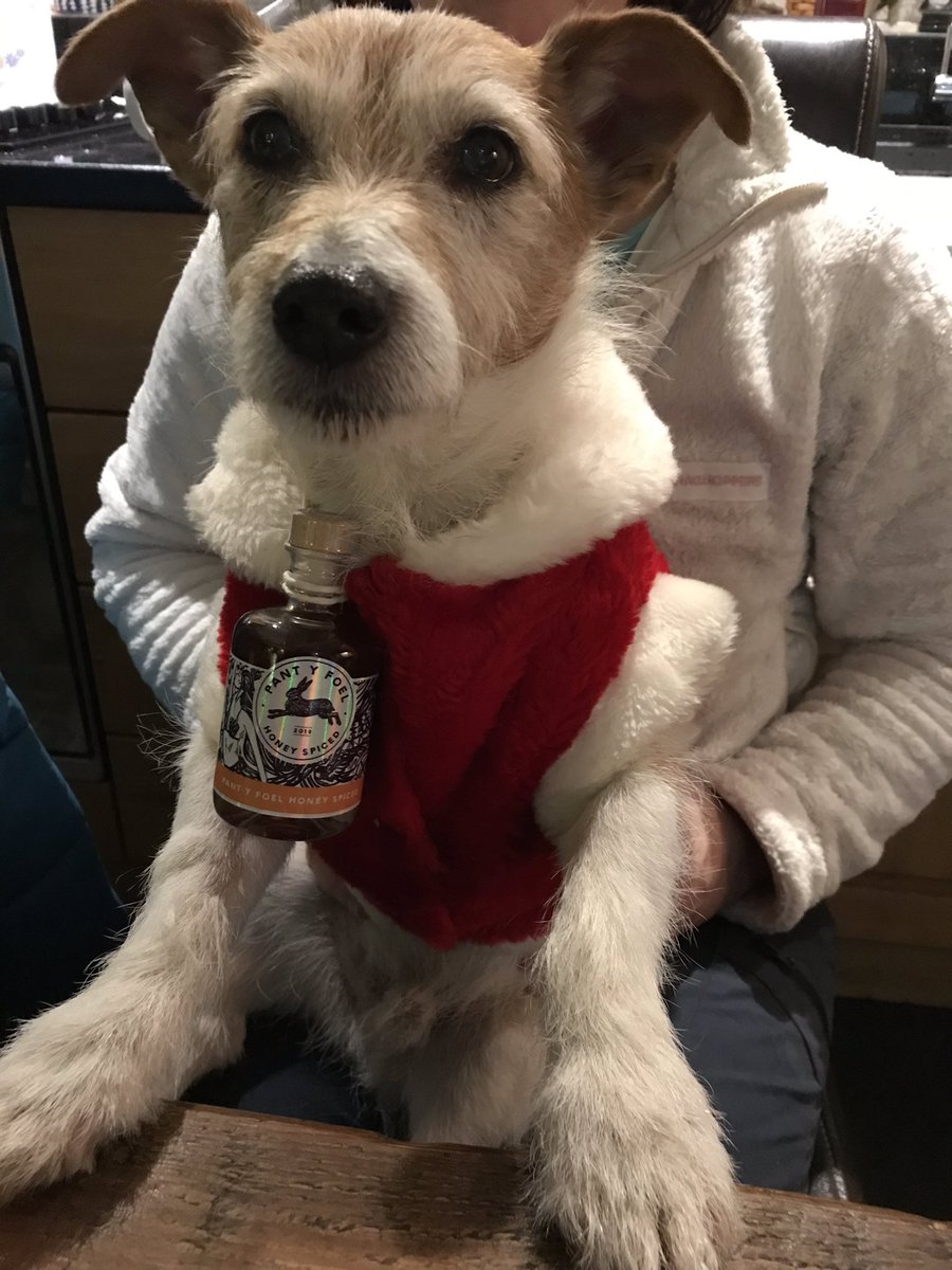y_foel's tweet photo. Basil is waiting with the emergency Christmas rum 🥃☃️🎄 https://t.co/McRUS3RFhP
