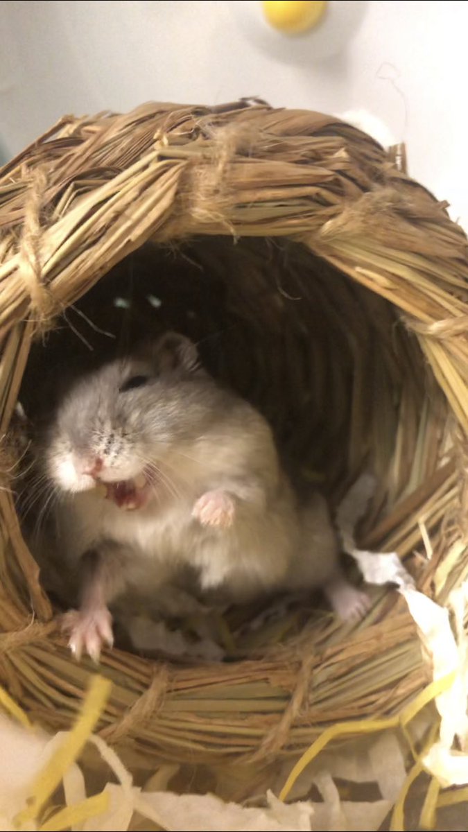 작은햄져춘식🐹 큰친구봉춘여사👩 tweet media