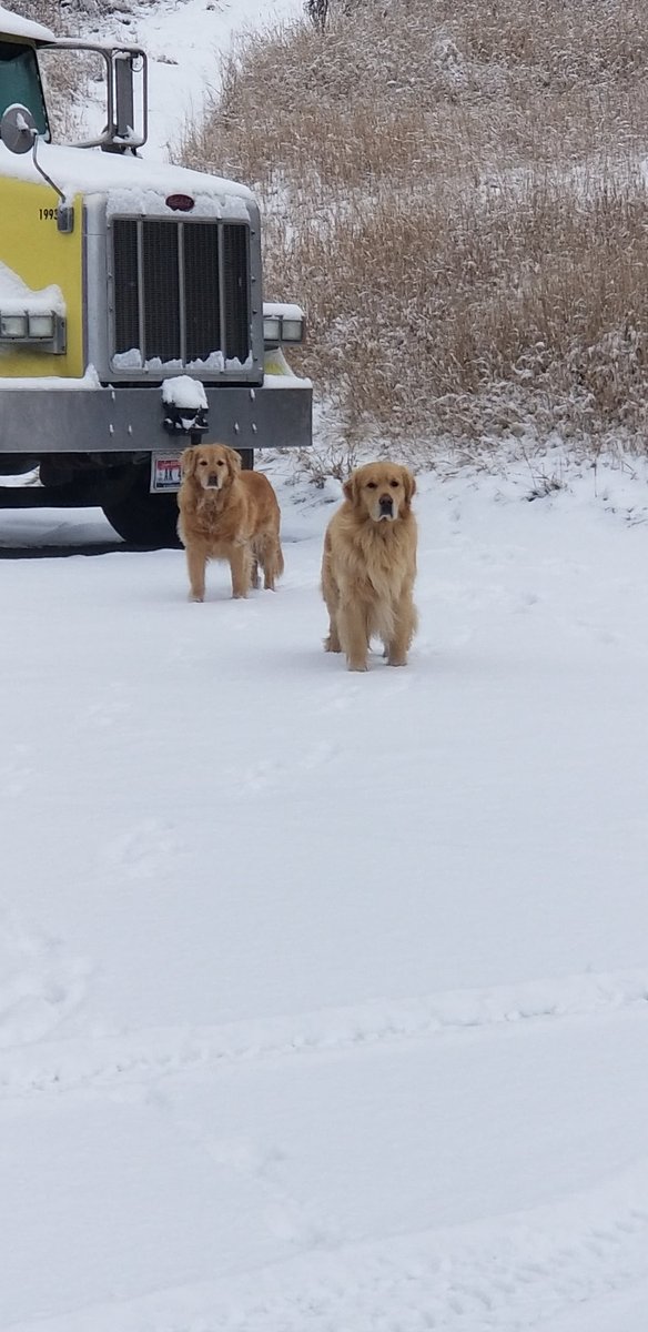 chreeves's tweet photo. Winter time welcoming committee!
#GoldenRetrievers @GoldenRetriever  @akcdoglovers https://t.co/H64PqkMbgH