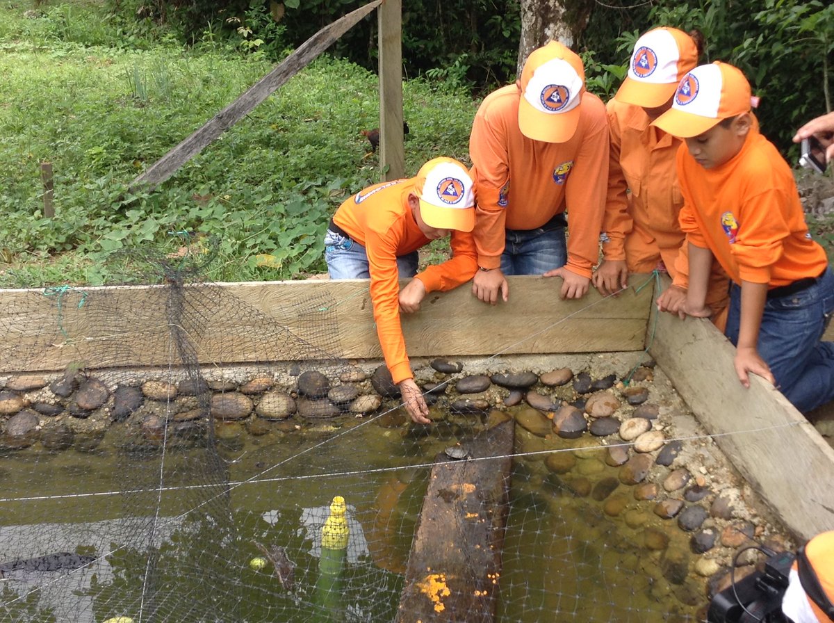 DefensaCivilCo's tweet photo. ¿Sabías qué? La #DefensaCivilCo cuenta desde hace 8 años con el proyecto de conservación de tortugas del género podocnemis en la Macarena, Meta. #ComprometidosConColombia https://t.co/zpC0rejts6