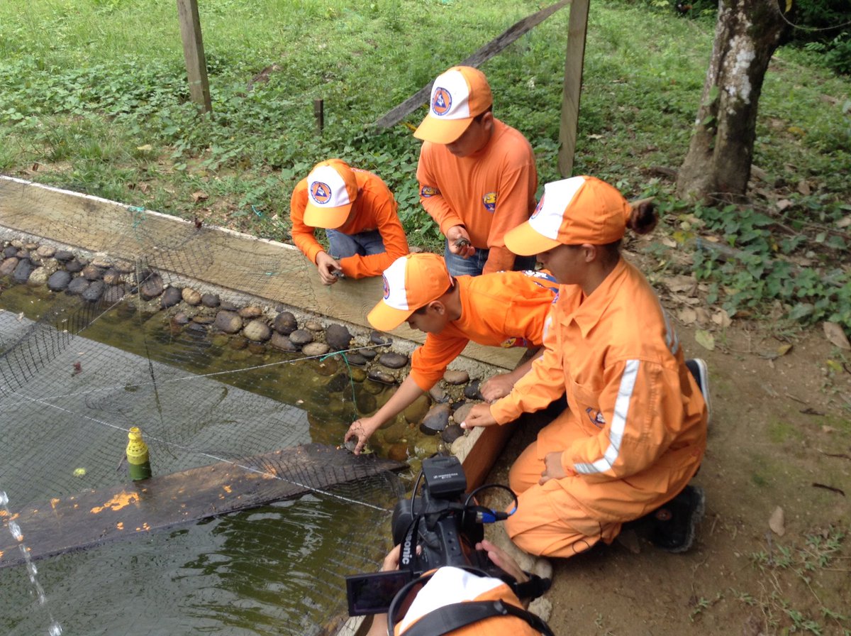 DefensaCivilCo's tweet photo. ¿Sabías qué? La #DefensaCivilCo cuenta desde hace 8 años con el proyecto de conservación de tortugas del género podocnemis en la Macarena, Meta. #ComprometidosConColombia https://t.co/zpC0rejts6