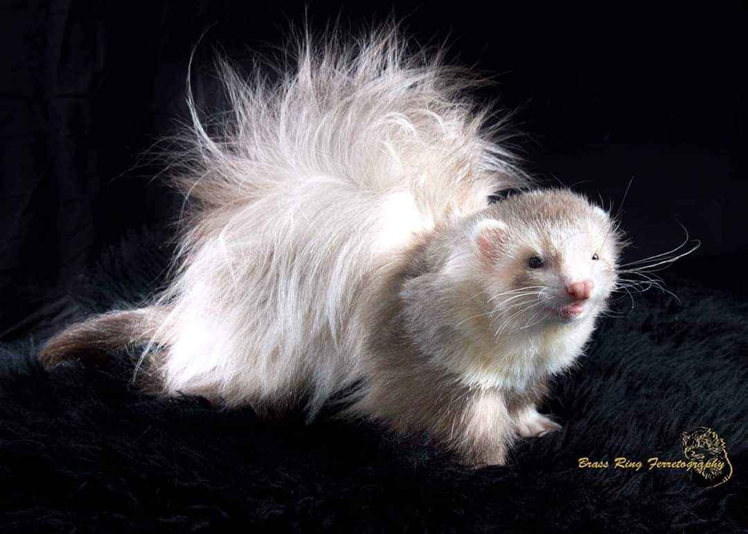 ChildrenFerret's tweet photo. -FBFs tanquery Gin of PVO
-Hades of west Yorkshire ferretry
-Kenya owned by HJW ferrets
-Snape owned by middle earth ferretry https://t.co/4S7A9CiDmC