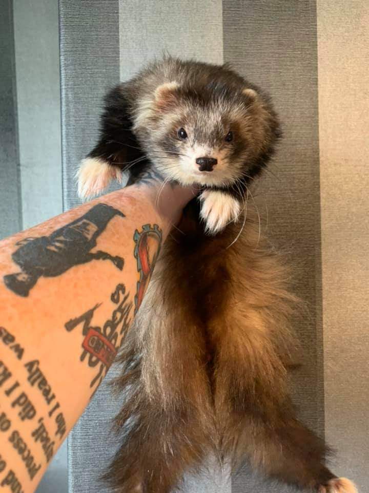 ChildrenFerret's tweet photo. - owned by Theresa B
-Gambit owned by middle earth ferretry
-lucifer owned by HJW ferrets
-Harris owned by west Yorkshire ferretry https://t.co/JUKJnn5EFz