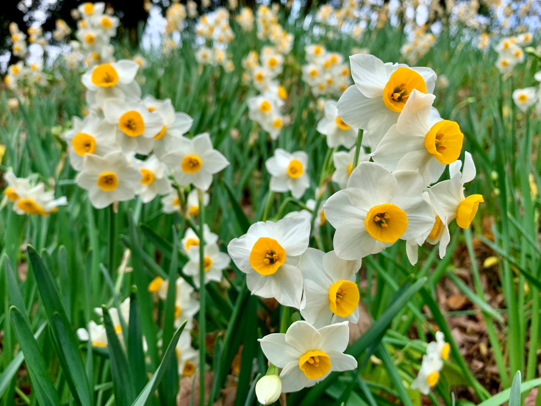 Cloudsailor 星羅の一日一花 ニホンズイセン 日本水仙 白花で副花冠が黄色の普通に見られるスイセン 関東 以西から九州で暖地の海岸線に自生 ヒガンバナ科スイセン属 地中海沿岸原産のものが中国へ1300 1400年前に渡り広がった Bunchflower Daffodil