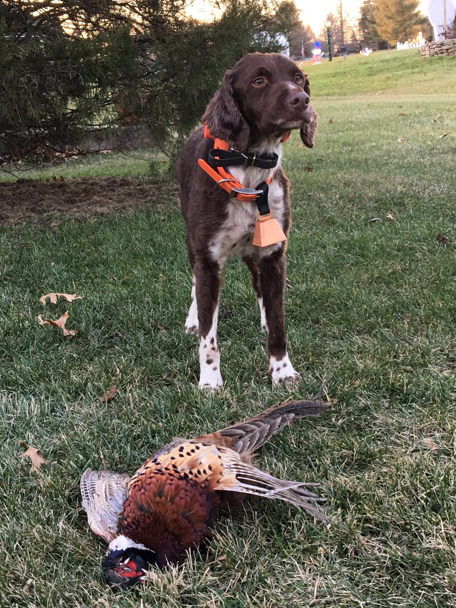 franke124's tweet photo. Late season pheasant with Chance! #brittanyspaniel #gundog #birddog #motorneverstops https://t.co/tSgAyz4LiY