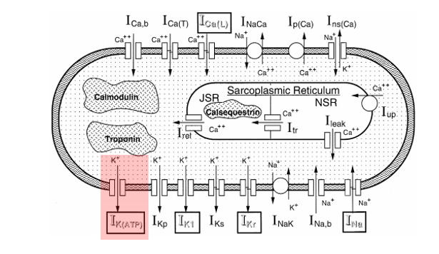 4/There are many channels that contribute to ventricular repolarization. An important one is K-ATP, a potassium exporter channel that needs adequate ATP to remain closed.Less ATP available = more potassium export from the myocardial cell. https://www.ncbi.nlm.nih.gov/pubmed/9349389?dopt=Abstract