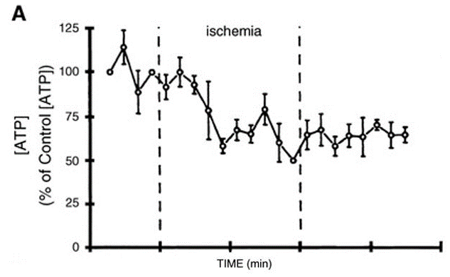 5/Not surprisingly, during ischemia mitochondrial ATP production goes down. Https://physiology.org/doi/full/10.1152/physrev.1999.79.3.917