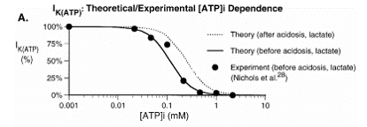 6/This decrease in ATP production leads to more potassium export through K-ATP  faster ventricular depolarization of ischemic cells relative to healthy onesa shorter cardiac cycle.  Https://physiology.org/doi/full/10.1152/physrev.1999.79.3.917