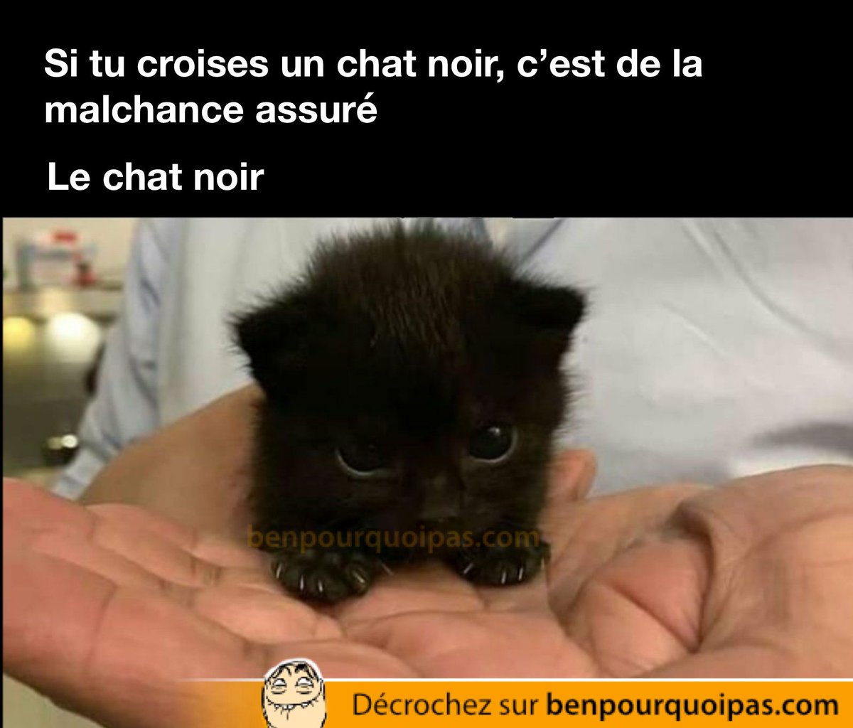 Ben Pourquoi Pas Humour Est Ce Que Les Chats Noirs Portent Vraiment Malheur T Co Htnzwk0c Benpourquoipas Chaton Mignon Humourfr Tropdrole Lolll Mortderire Hilarant Haha Blaguedrole Drolement Chat Humour Drole