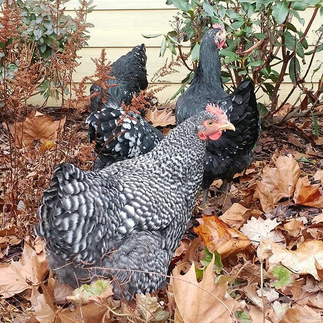 PamsBackyard's tweet photo. I didn't intentionally do this, but I ended up picking out almost exclusively black and white chickens in this fall bunch. I think they look beautiful. #pamsbackyardchickens #barredrockchicken #barredrocks #javachicken #mottledjava #hensofinstagram #hens… https://t.co/yd35soLUFP https://t.co/CS26imK4A1