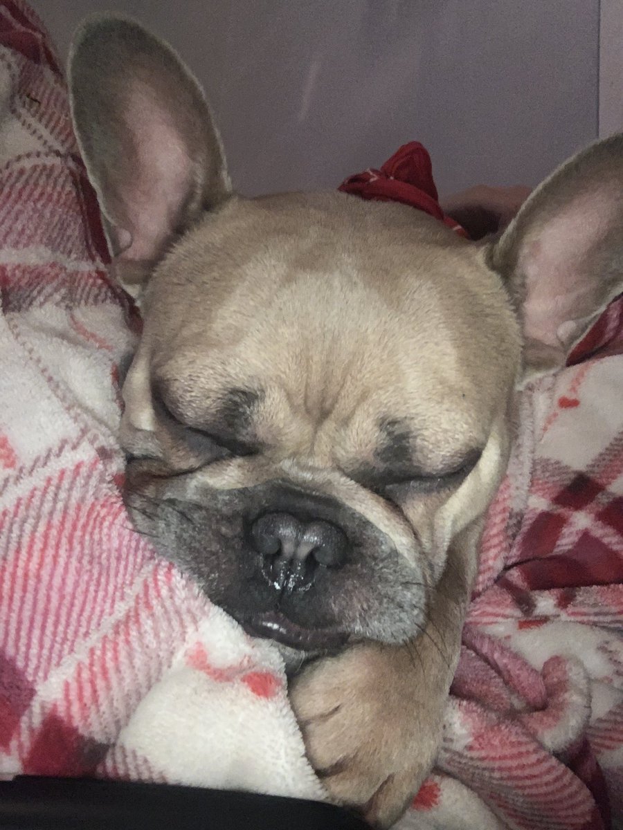 coco_th's tweet photo. Toooo Cute π₯°π #JustNapping #cocothecutie #frenchbulldog π΄ https://t.co/aN1rTUIfSL