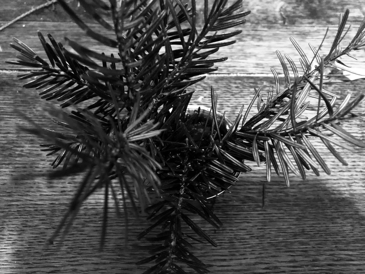 mad4len's tweet photo. #Weihnachten #blackandwhitephotography https://t.co/ZgJngE5RPr