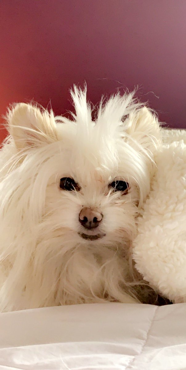 SamSwinwood's tweet photo. @WingroveKayla Here’s boo seconds before biting me. #HappyHolidays https://t.co/SdYDKchXiv