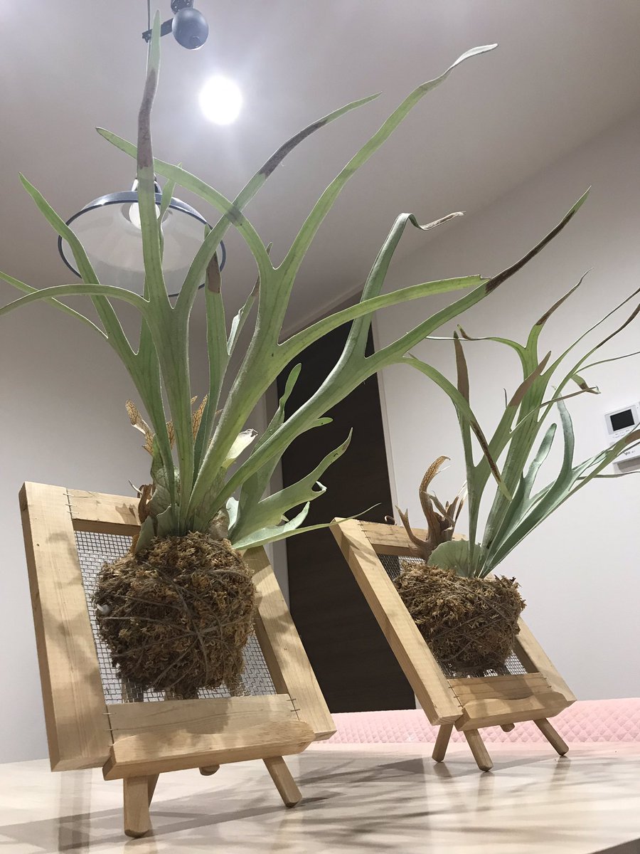 コウモリラン板付