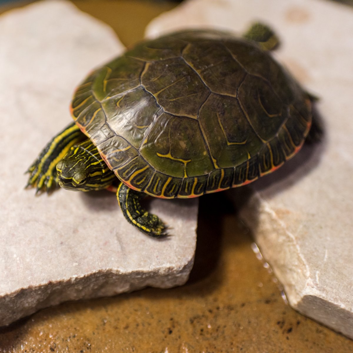 PetsGenStore's tweet image. 'Tis the season of giving! Looking to surprise someone with a pet?