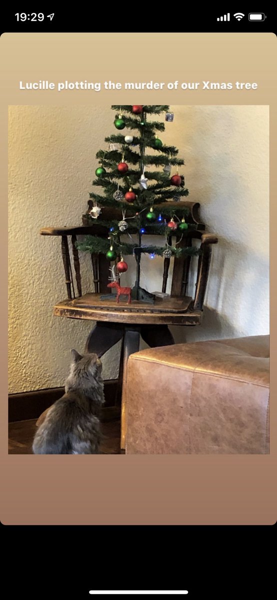 GeorgiaOnYrMind's tweet photo. @FionaZerbst @KarinaMSzczurek #catvstree https://t.co/HKiQcNyQrV
