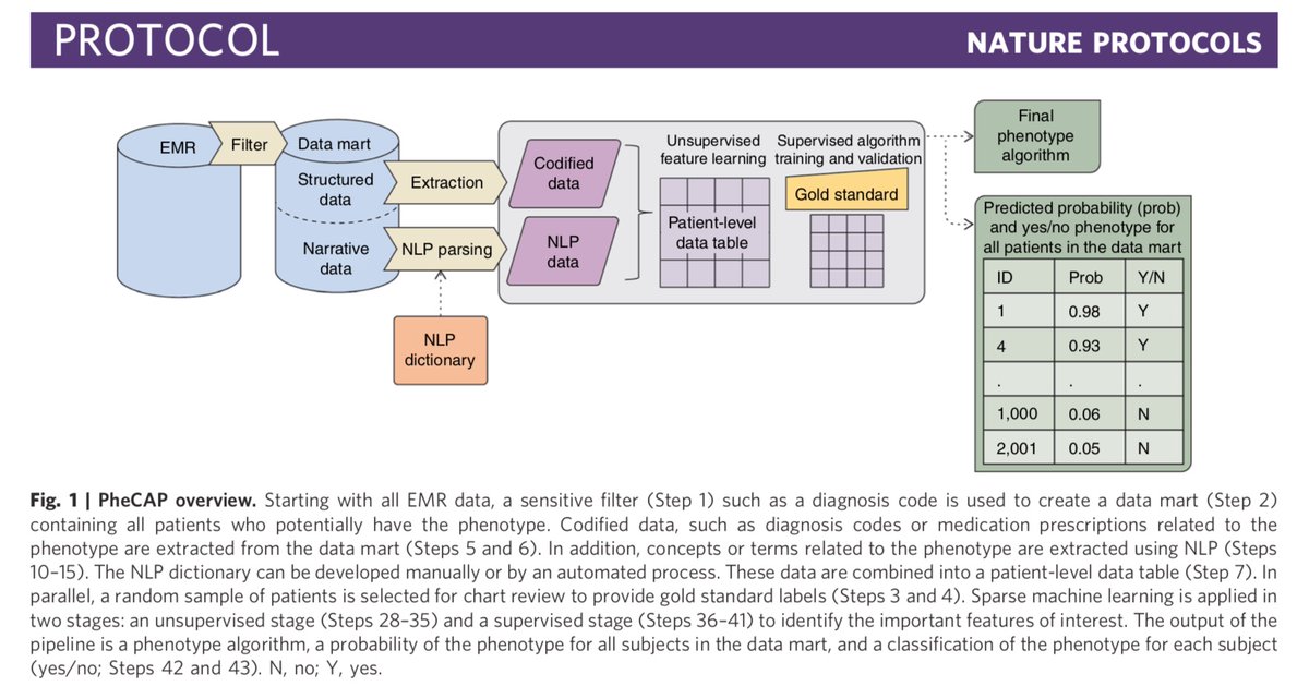 rplenge's tweet image. Introducing PheCAP, a high-throughput semi-supervised phenotyping pipeline. PheCAP starts with EMR data (structured and NLP) and outputs a phenotype algorithm, the probability of the phenotype for all patients, and a phenotype classification (yes or no).
nature.com/articles/s4159…