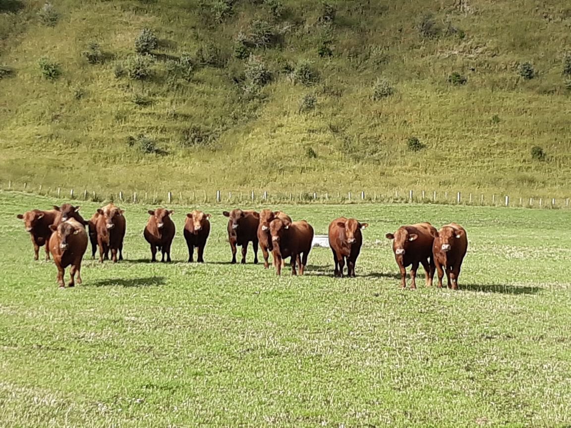 RooJHall's tweet photo. Some nice Focus genetics stabilizer bulls looking very happy in Taupō #pamunz https://t.co/ifirlKTNzD