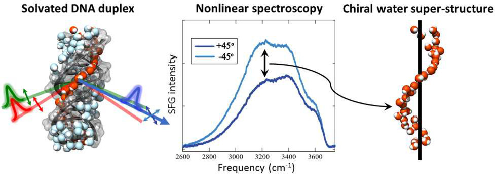 ACS Central Science (@acscentsci) on Twitter photo Using chiral nonlinear spectroscopy, Paul Peterson & co-workers <a href="/CornellChem/">CornellChemistry</a> <a href="/NotreDame/">University of Notre Dame</a> discover a chiral water superstructure surrounding DNA at ambient conditions: pubs.acs.org/doi/10.1021/ac⦠Using chiral nonlinear spectroscopy, Paul Peterson & co-workers <a href="/CornellChem/">CornellChemistry</a> <a href="/NotreDame/">University of Notre Dame</a> discover a chiral water superstructure surrounding DNA at ambient conditions: pubs.acs.org/doi/10.1021/acā¦