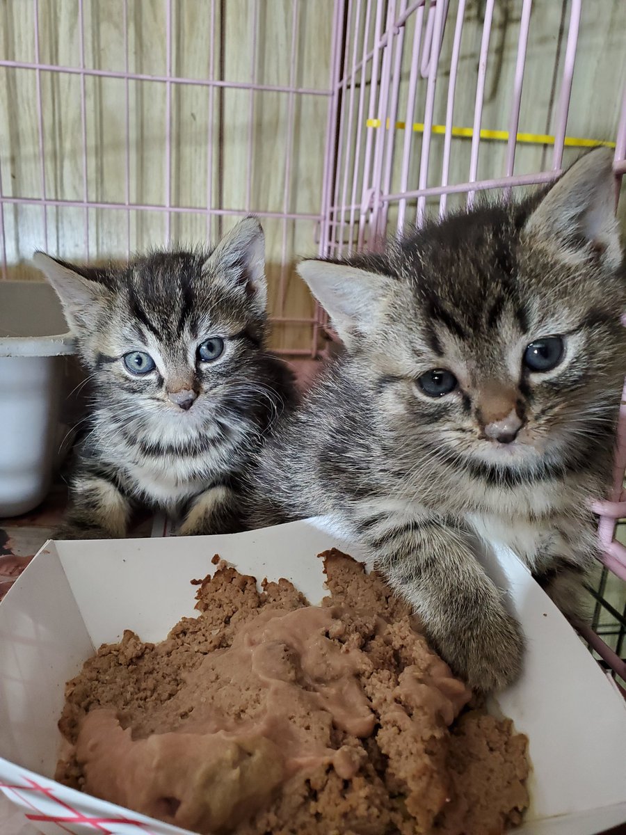 PaulTheCatGuy's tweet photo. RESCUE KITTIES!

Two girls who I grabbed from a back yard will be available for adoption once they're old enough to be fixed &amp; vaccinated.

Please retweet them &amp; if interested please inquire thru IG or FB. Thanks!

#kittens #rescueacattoday #addictedtorescue #nyc #paulthecatguy https://t.co/l5mLFjIF0m