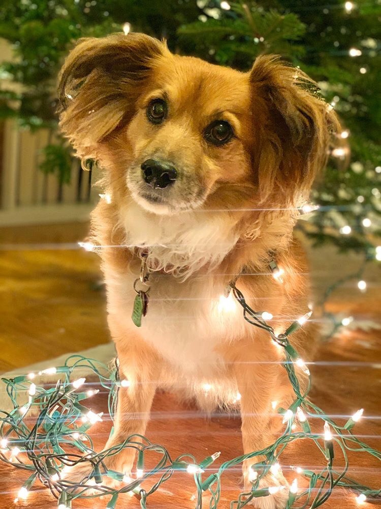 Dog for Dog tweet media