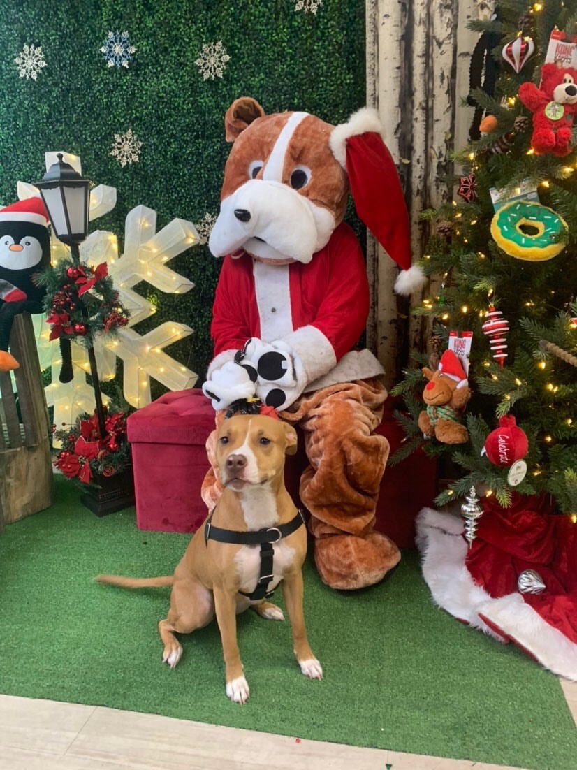 Dog for Dog tweet media