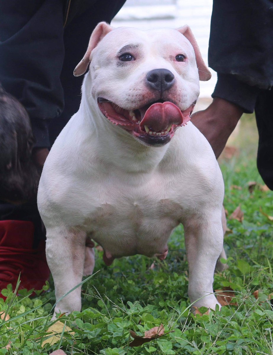 Mr_Feasible's tweet image. Lisa Right Eye...

#abkc #abkcbully #midwest #kansascity #missouri #americanbully #pocketbully #exoticbully #luckyluciano #daxline #bullinachinashop #roaddogkennels #Puppies #puppylove #ukc #brc #winter2019 #bulliesofinstagram #explore #bulliesontwitter
#stopbullying #2K19