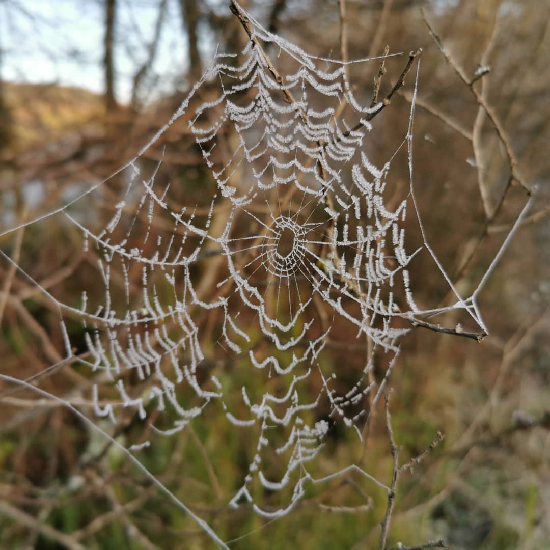 EwanGoesHiking's tweet photo. Frost is art.
-
-
#aberfoyle #frosty #frosty #frostyday #benaan #views #doonhill #fairytrail #spiderweb #scenery #scenic #nature #hiking #walking #Outdoor #Backpacking #scotland #scottish #hikinginscotland #camping #mountains #ewangoeshiking #visitscotland #gooutdoors https://t.co/lgUIiEbPhJ