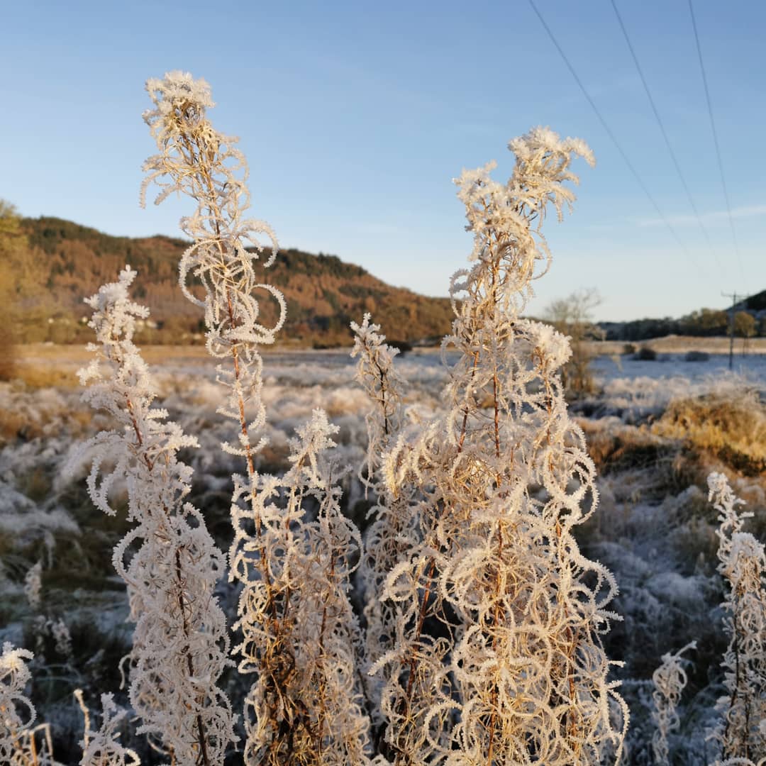 EwanGoesHiking's tweet photo. Frost is art.
-
-
#aberfoyle #frosty #frosty #frostyday #benaan #views #doonhill #fairytrail #spiderweb #scenery #scenic #nature #hiking #walking #Outdoor #Backpacking #scotland #scottish #hikinginscotland #camping #mountains #ewangoeshiking #visitscotland #gooutdoors https://t.co/lgUIiEbPhJ