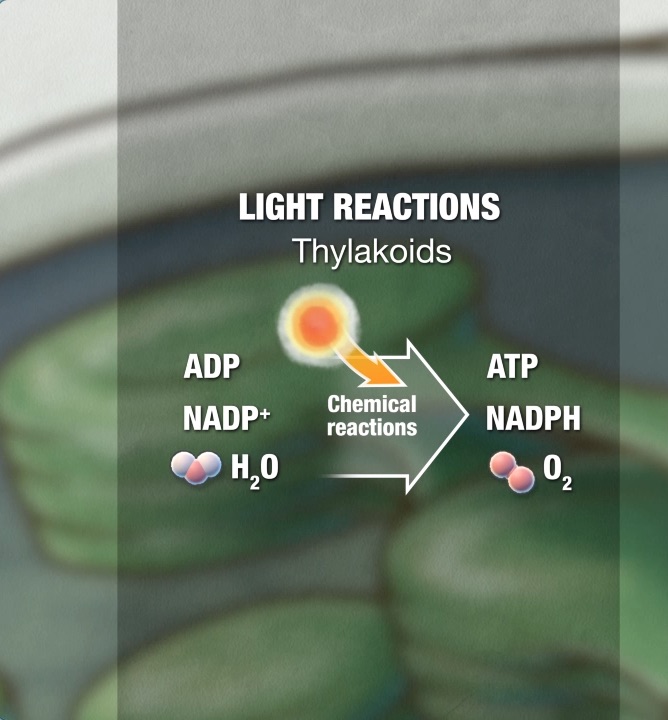 diagram showing the light reactions of photosynthesis