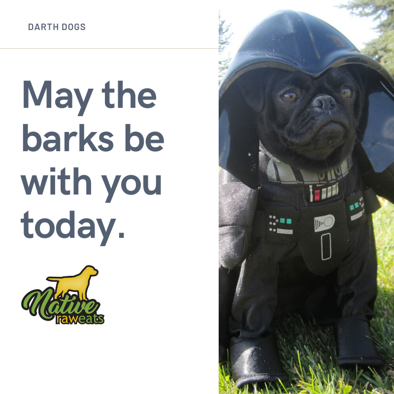native_raw's tweet image. May the barks be with you today.  🐾🥕🍖

#rawdiet #rawdogfood #allnaturaldogfood #rawfeddog #coloradodogs #denverdogs #dogsofdenver #doglover #dogfood #puppies #rawfeddogs #healthydogfood #healthydog #puppylife #nativeraweats