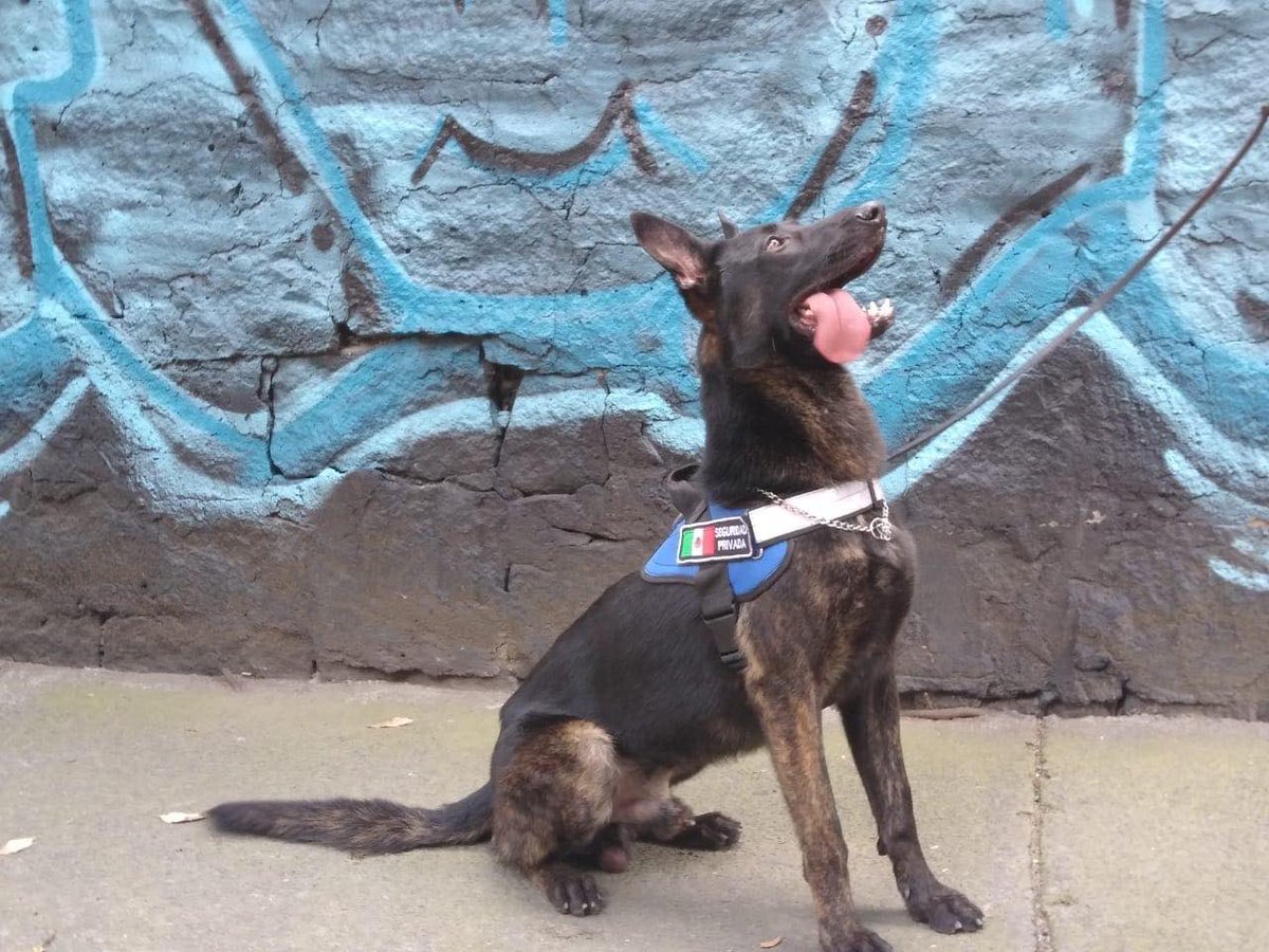 tlalpanpet's tweet photo. El día de ayer por la noche se perdió mi perro, enfrente del parque https://t.co/sC8fiMTXS3 negro responde al nombre de Tosco.  Traía un suéter café con manchas cafés,   Por favor 😭🙏🙏🙏 si lo ven por favor avísenme. Es muy bueno..
Mi teléfono es 5518652472. https://t.co/qMYPGqbeVc