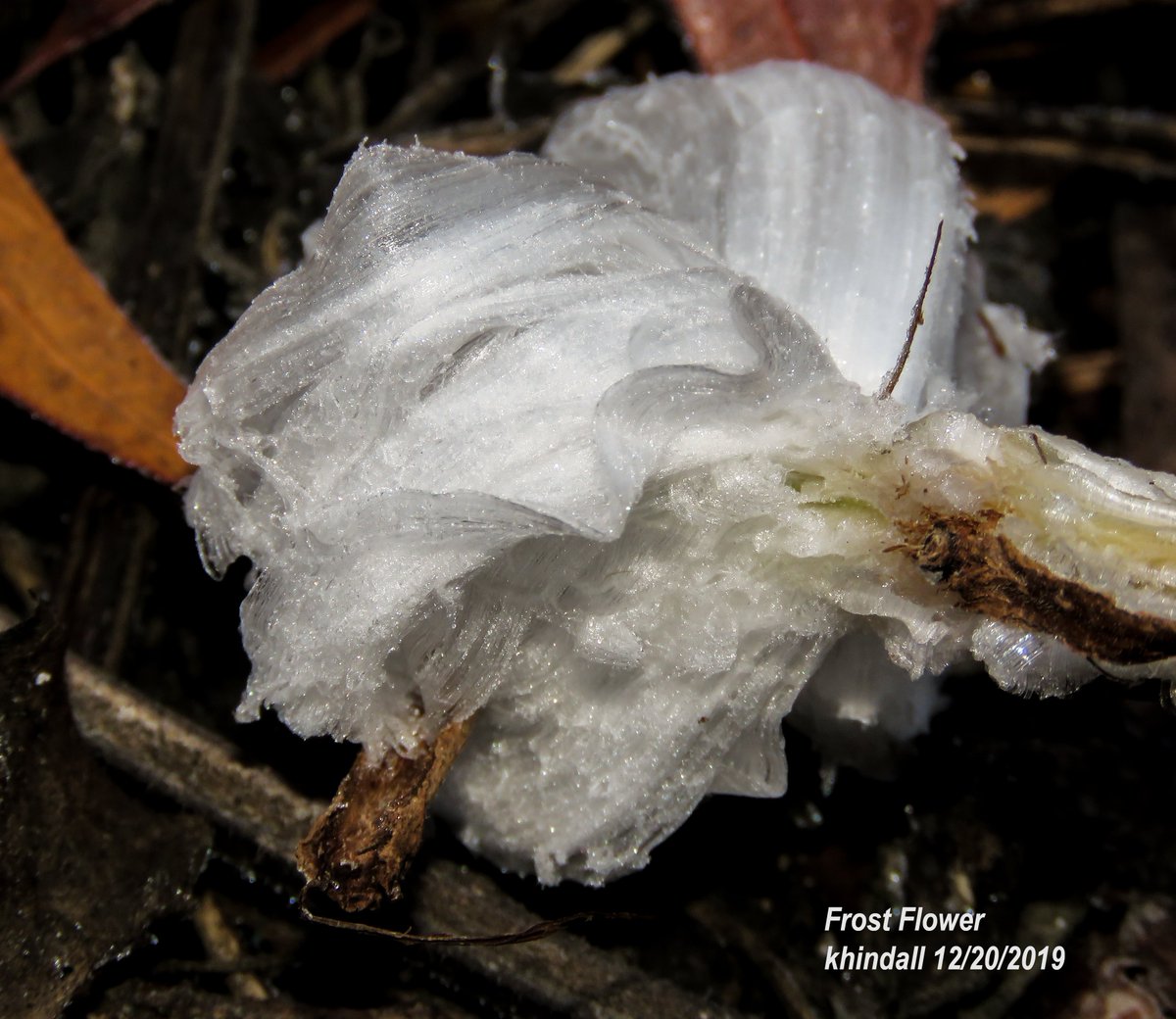 HindallK's tweet photo. #FrostFlower  Two conditions required: Freezing air temperature along w/water in a plant’s stem that extrudes out and begins to freeze.  A buildup of ice crystals expands resulting in intricate leaves of ice crystals to be formed.  SEE MORE PHOTOS AT: https://t.co/2LOIYkp1ne https://t.co/8LTXnPGWKH