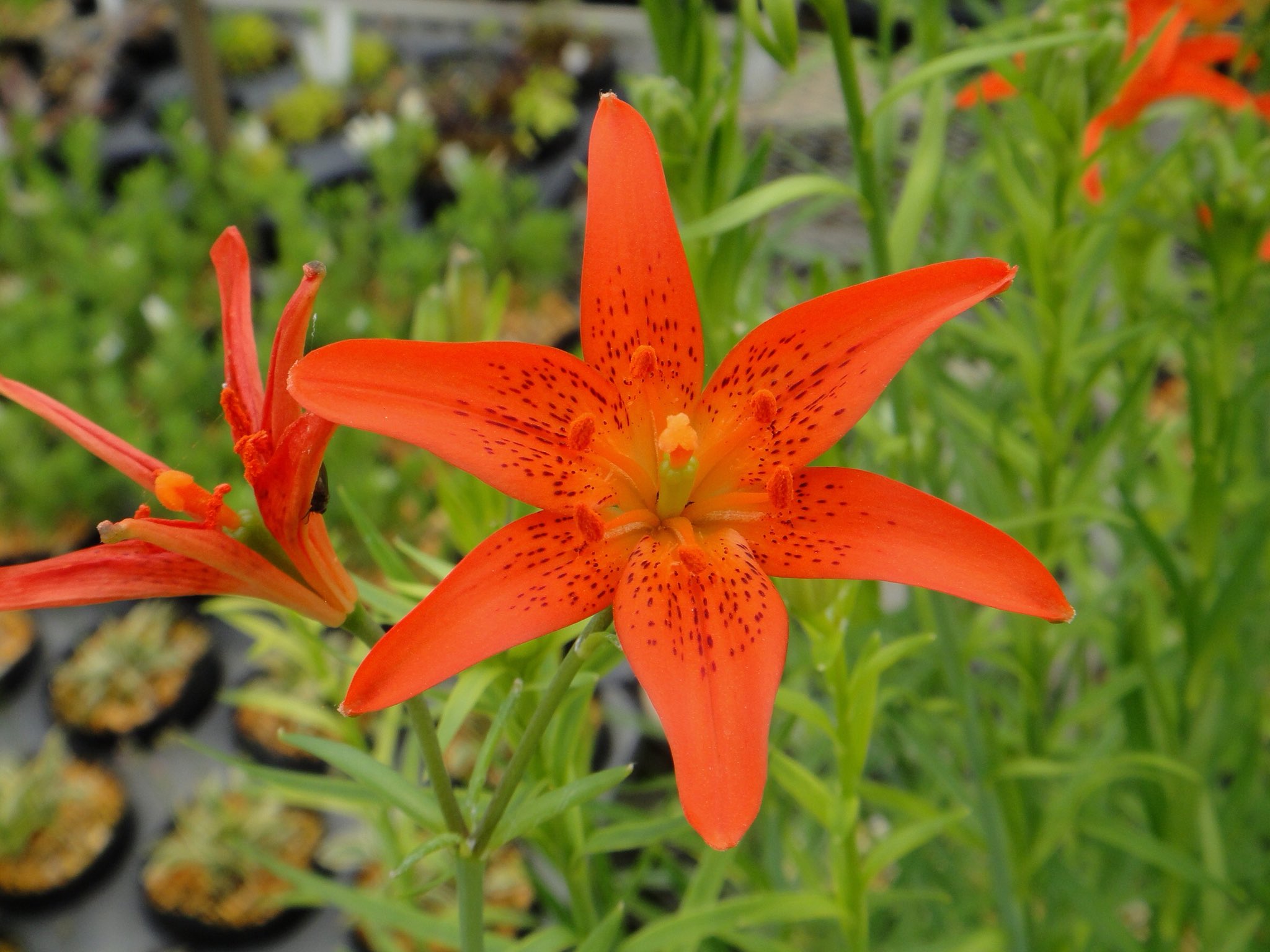 草木のこと Lilium Concolor ヒメユリ 沖縄のひめゆり 学徒隊を思い起こす方もみえると思うが 実はこの花との関係は殆どない この女子学徒隊に所属した彼女たちが在籍した女学校の広報誌の 乙姫 と 白百合 の名前を併せて 姫百合 と２つの学校を通称