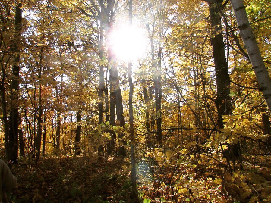 SX647's tweet photo. Chasing the Sun in the forest..🌤🍁

#DundasPeak #Hamilton #Ontario #Canada #Hike #Nature #Leaves #Photography #Fall2019 @weathernetwork @miawgordon https://t.co/qz682ensWA