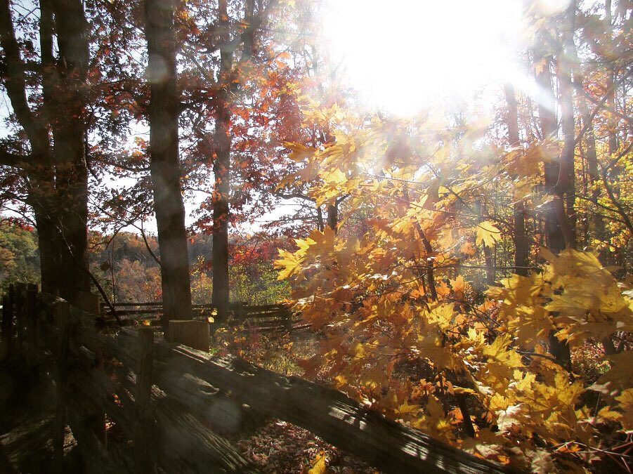 SX647's tweet photo. Chasing the Sun in the forest..🌤🍁

#DundasPeak #Hamilton #Ontario #Canada #Hike #Nature #Leaves #Photography #Fall2019 @weathernetwork @miawgordon https://t.co/qz682ensWA