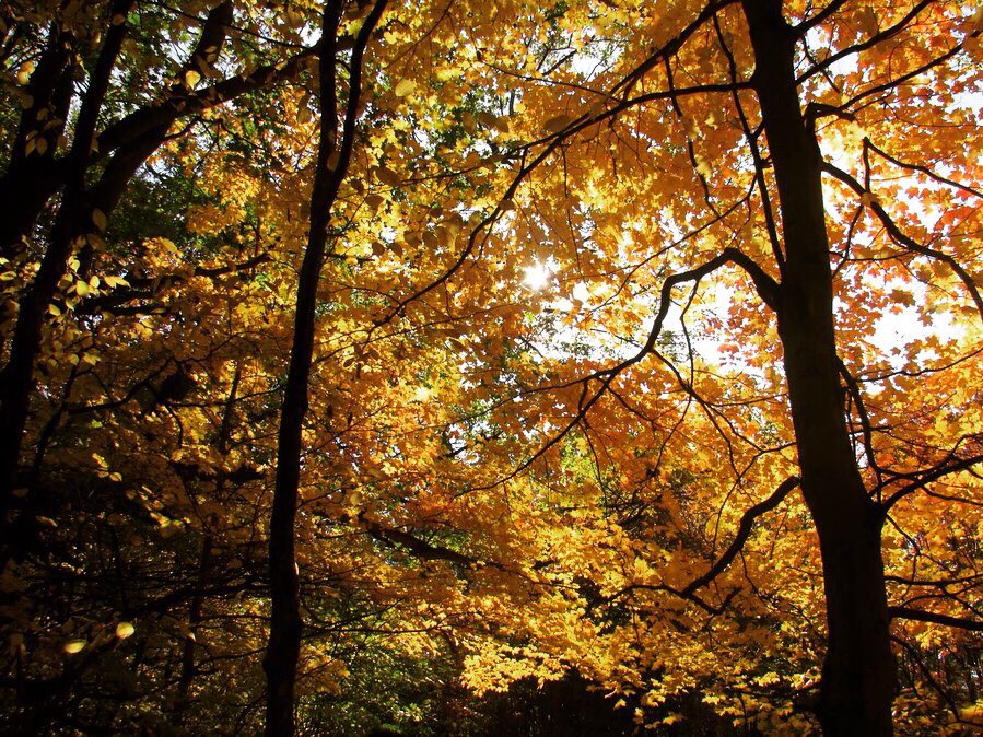 SX647's tweet photo. Woods&amp;Leaves..🍂🐿

#DundasPeak #Hamilton #Ontario #Canada #Hike #Nature #Leaves #Photography #Fall2019 @weathernetwork @miawgordon https://t.co/hFLoEip9c5