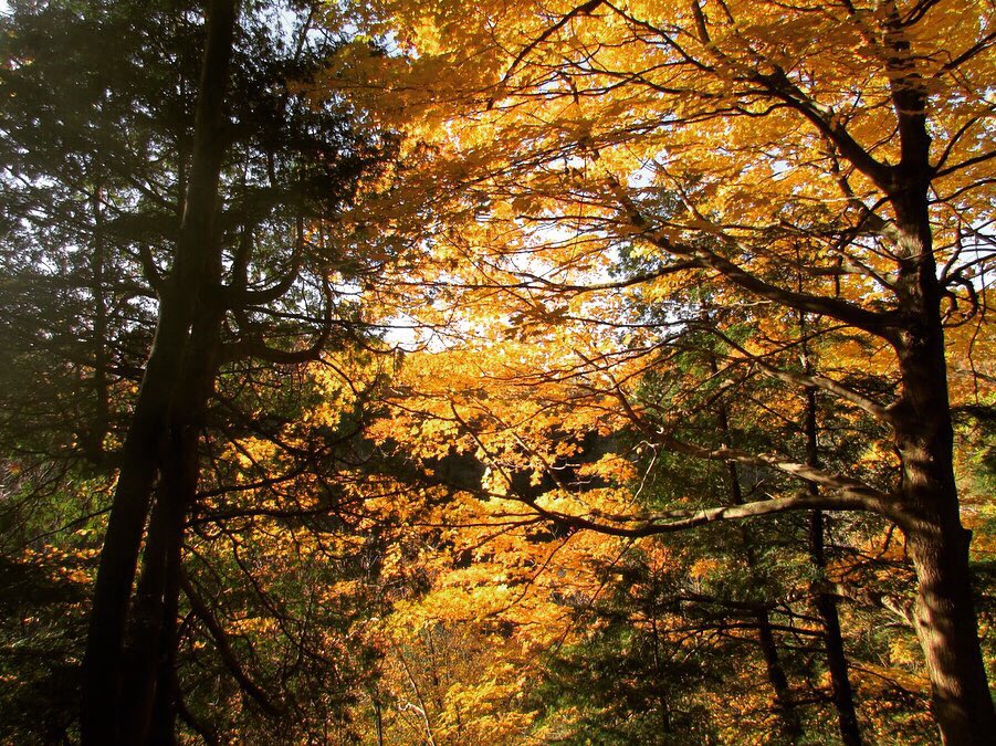 SX647's tweet photo. Woods&amp;Leaves..🍂🐿

#DundasPeak #Hamilton #Ontario #Canada #Hike #Nature #Leaves #Photography #Fall2019 @weathernetwork @miawgordon https://t.co/hFLoEip9c5