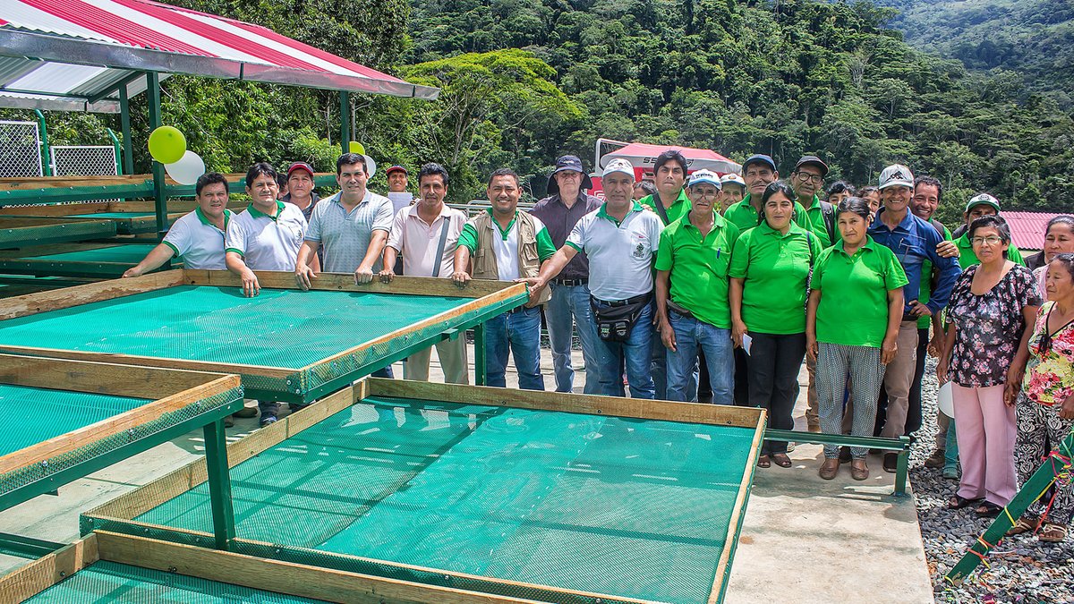 muniecharati's tweet photo. Con el objetivo de mejorar la rentabilidad del #cacao para mejorar la calidad de vida de las familias, la @muniecharati, @agroruralPER y la Asociación Rickchari de #Tintiniquiato inauguraron una moderna planta de beneficio de cacao. Entérate Más 👉 https://t.co/z8zMrLF2YF https://t.co/Fdfs3WgxsY